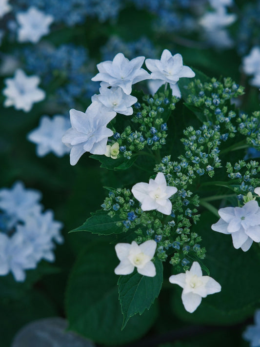 a bunch of white and blue flowers with green leaves
