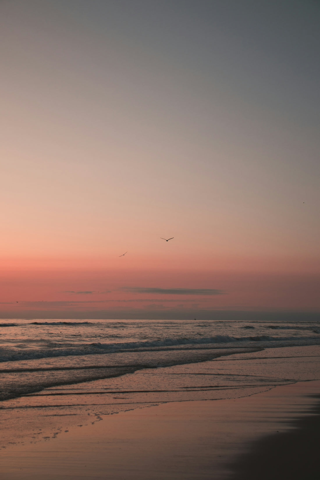 bird flying over the sea during sunset