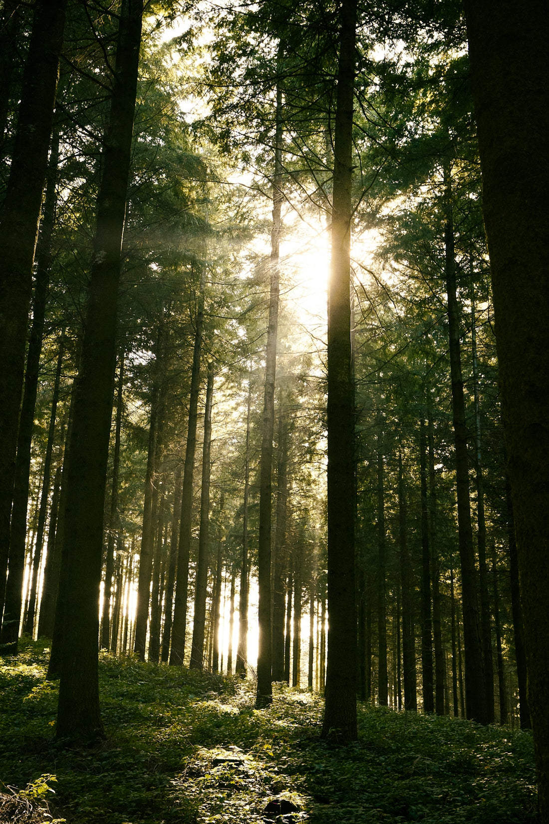the sun is shining through the trees in the forest