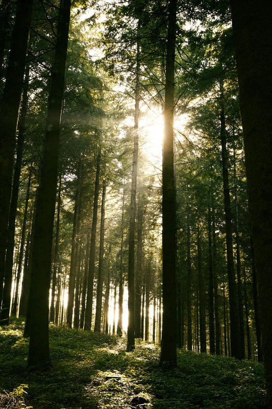 the sun is shining through the trees in the forest