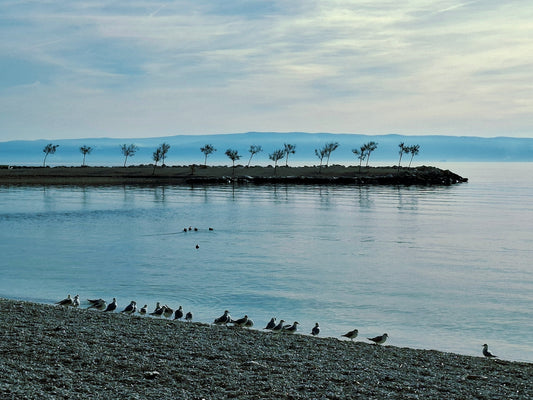 Seabirds on a pebble beach by the calm ocean.